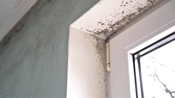 Best Biohazard Mold Removal  in Plattsburgh West, NY