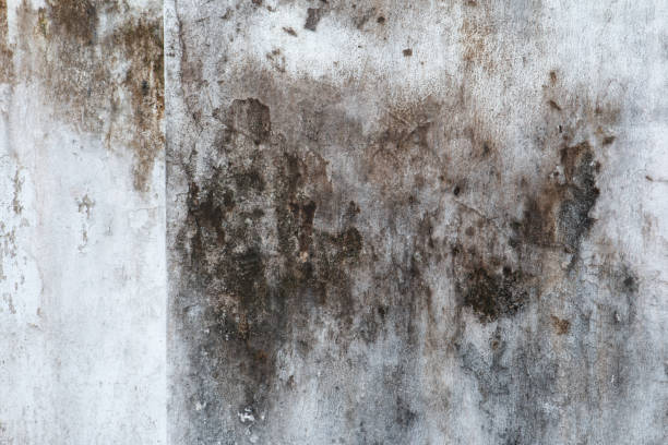 Best Mold Damage Restoration  in Plattsburgh West, NY
