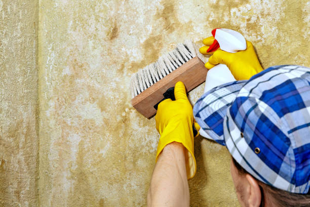 Best Crawl Space Mold Remediation  in Plattsburgh West, NY