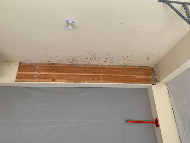 Best Dehumidification Services  in Plattsburgh West, NY